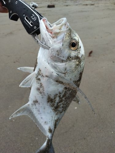 メッキの釣果