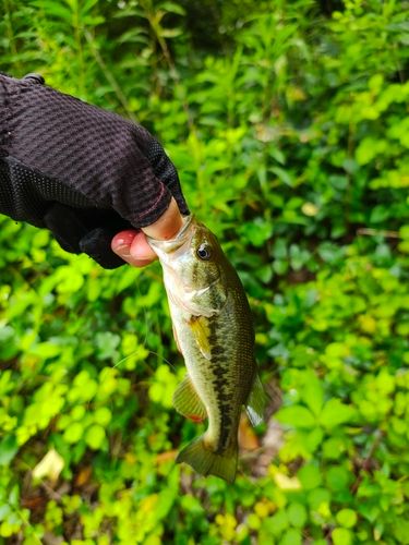 ラージマウスバスの釣果