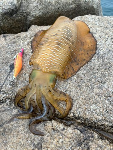 アオリイカの釣果