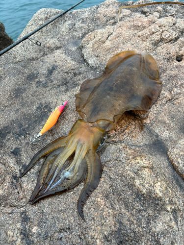 アオリイカの釣果