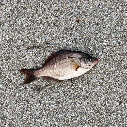 ウミタナゴの釣果