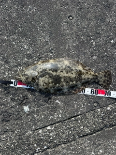 ヒラメの釣果