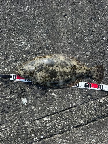 ヒラメの釣果