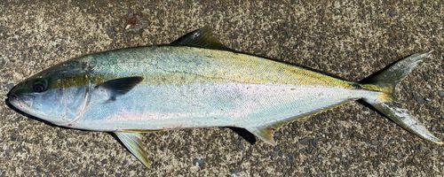 ヒラマサの釣果