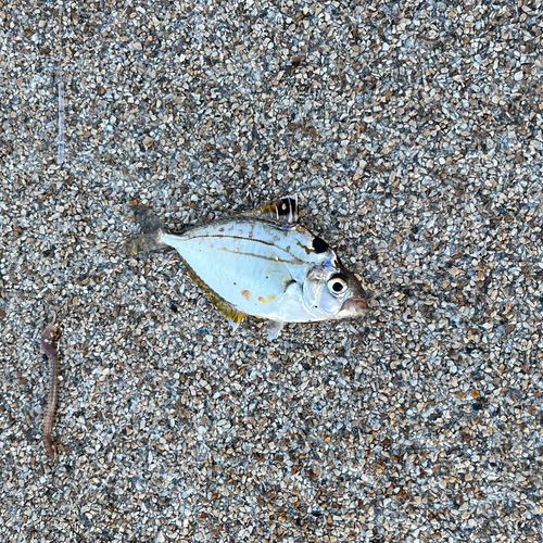 ヒイラギの釣果