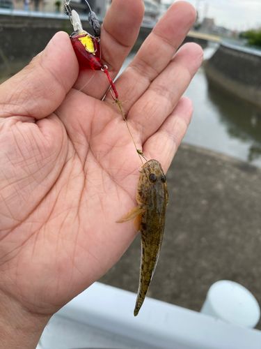 マハゼの釣果