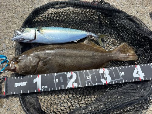 ヒラメの釣果