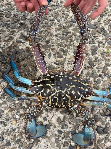 ワタリガニの釣果