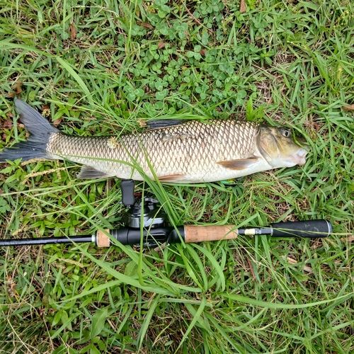 ニゴイの釣果
