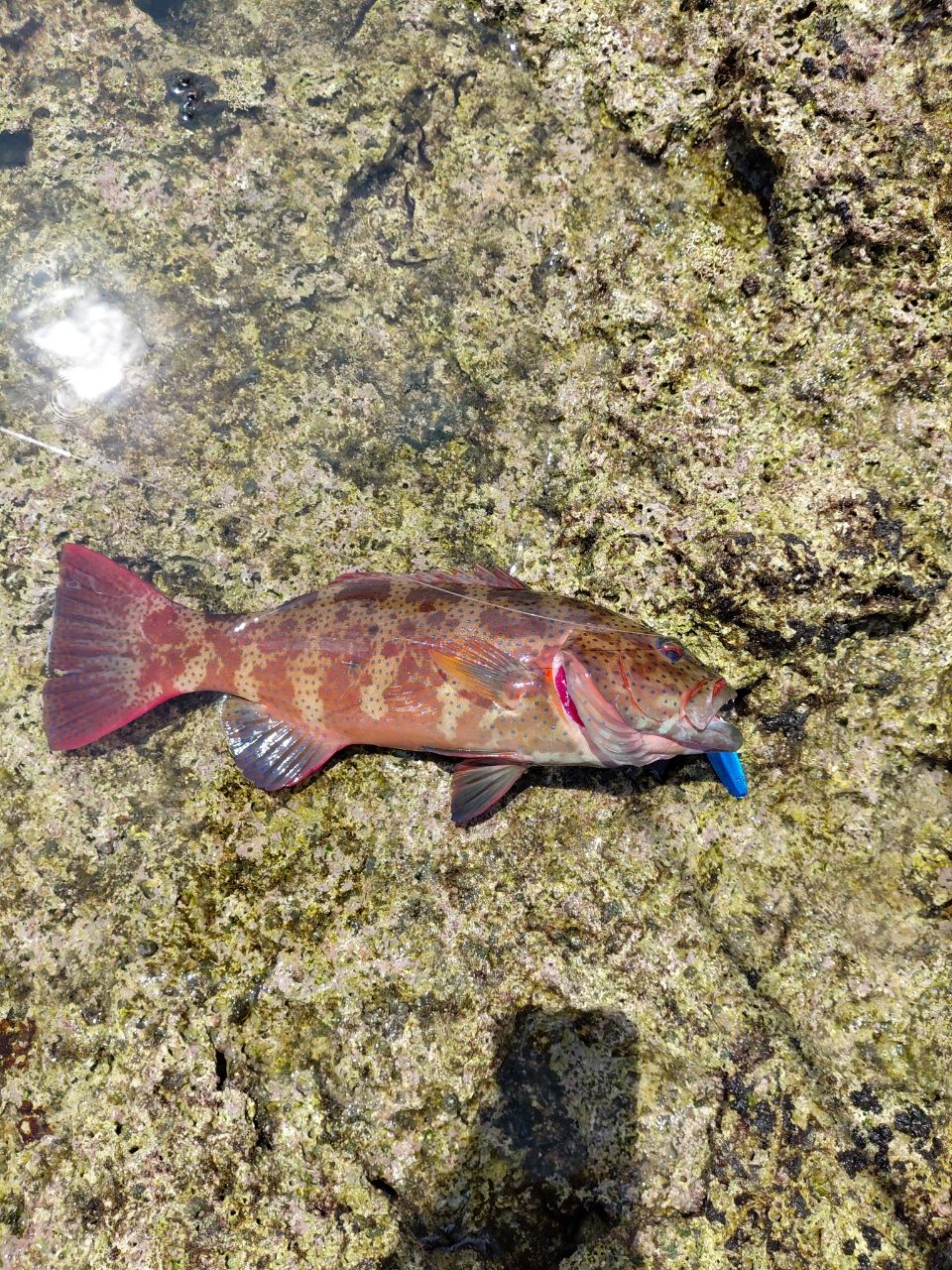 スジアラの釣果写真
