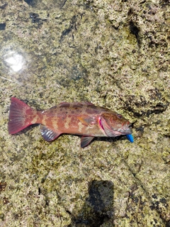 スジアラの釣果