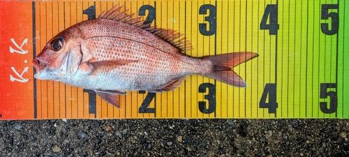 マダイの釣果