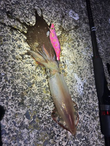 ケンサキイカの釣果