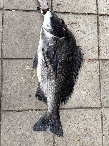 クロダイの釣果