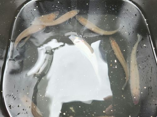 シロギスの釣果