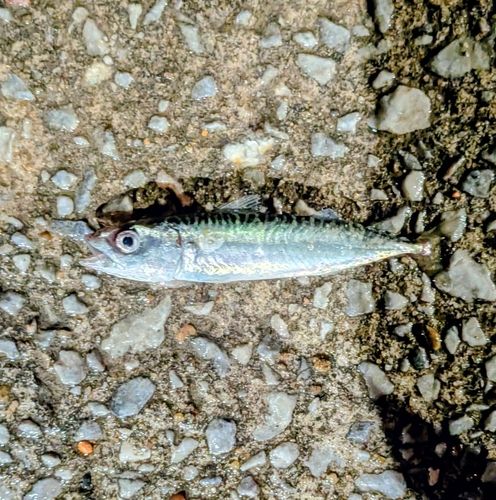 サバの釣果