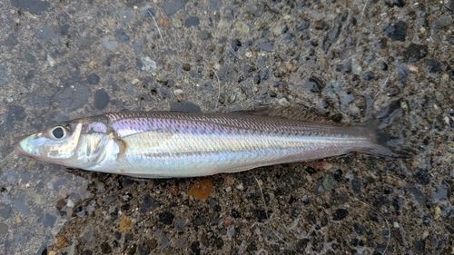 キスの釣果
