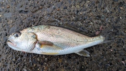 イシモチの釣果