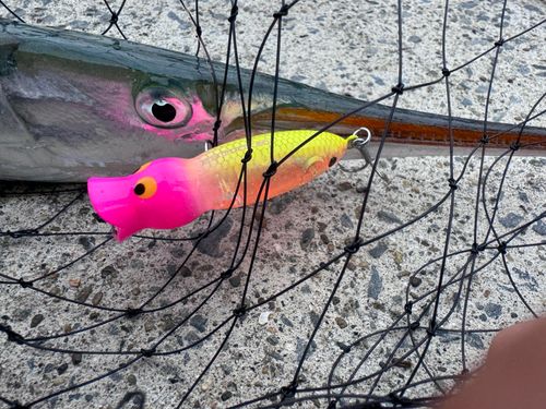 ダツの釣果