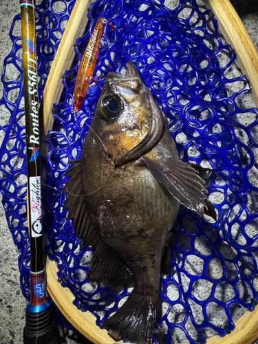 メバルの釣果