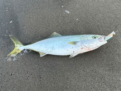 イナダの釣果