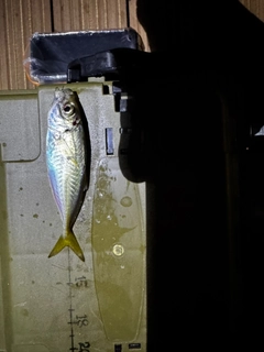 マアジの釣果