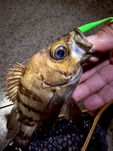メバルの釣果