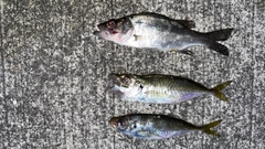 マアジの釣果