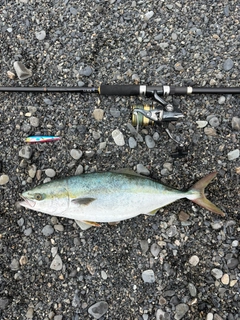 イナダの釣果
