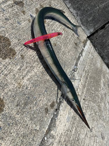 オキザヨリの釣果