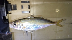 マアジの釣果
