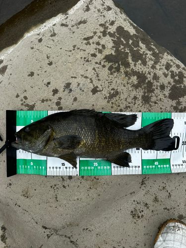 スモールマウスバスの釣果