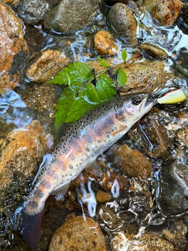 ヤマメの釣果