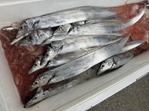 タチウオの釣果
