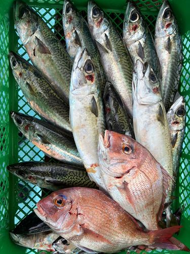 サバの釣果