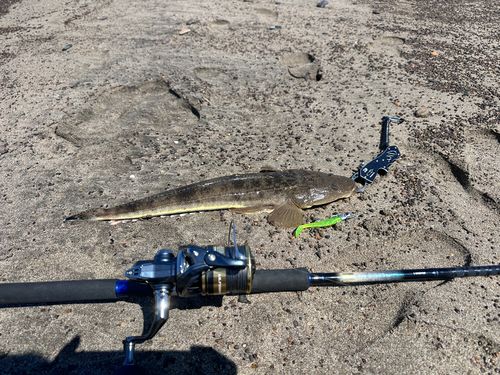 マゴチの釣果