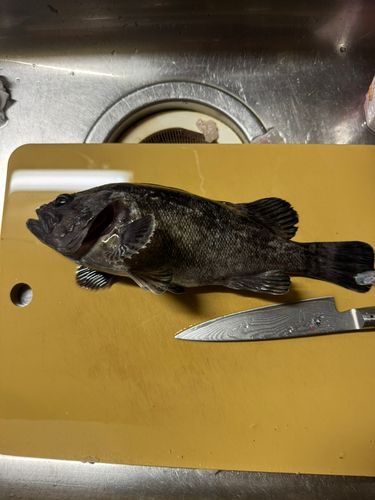 クロソイの釣果