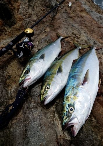 ワラサの釣果