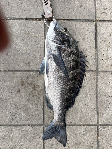 クロダイの釣果