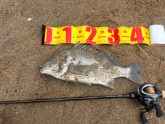 チヌの釣果