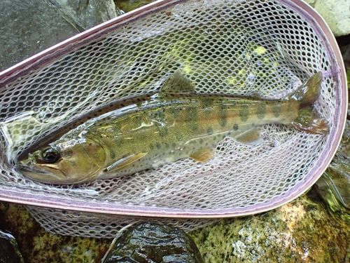 ヤマメの釣果