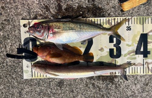 エソの釣果