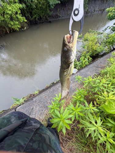 ニホンナマズの釣果