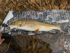 ニゴイの釣果