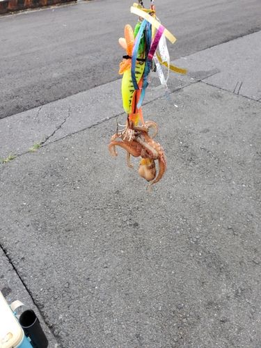 タコの釣果