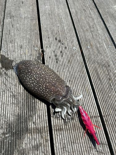 シリヤケイカの釣果