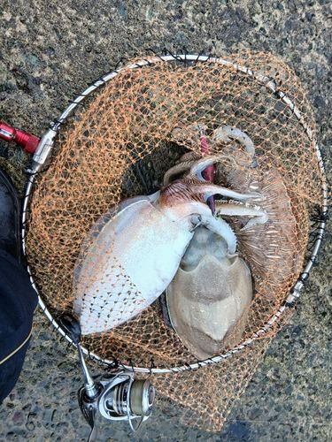 モンゴウイカの釣果