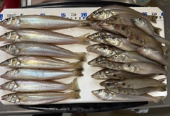 シロギスの釣果