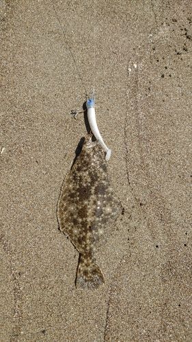 ソゲの釣果