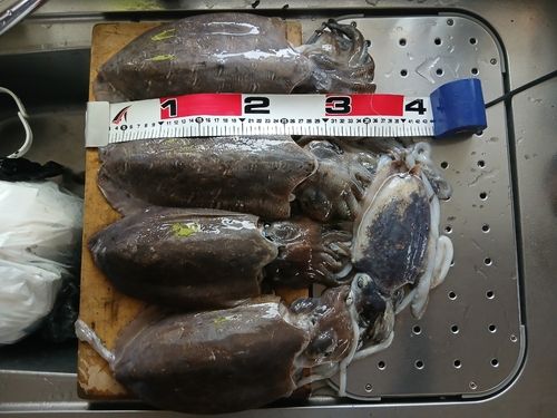 モンゴウイカの釣果